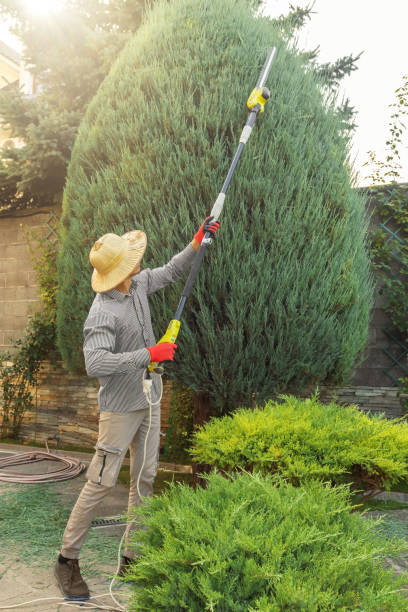 Professional Tree Removal and Landscaping Services in Reno, TX